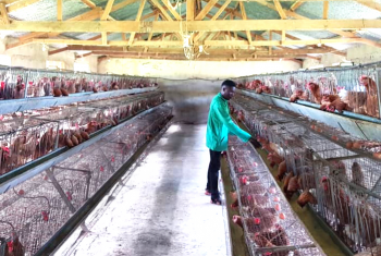 Income generating programs - Poultry