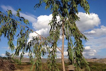 Jean Claude près d&#039;un des 300 eucalyptus plantés